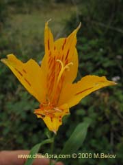 Bild von Alstroemeria aurea (Alstromeria dorada/Amancay/Liuto/Rayen-cachu)